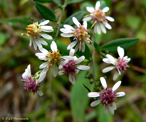{Symphyotrichum lateriflorum}